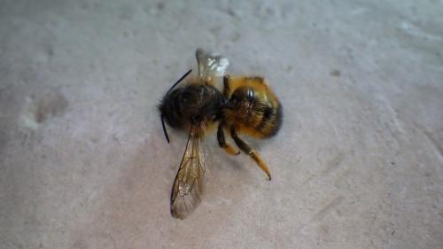 Réf. 222 294 : Osmia bicornis